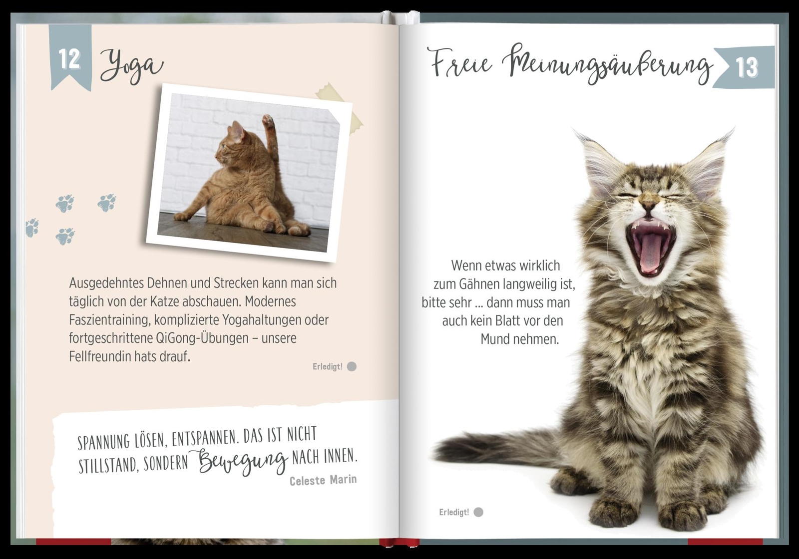 Thumbnail - 100 Dinge, Die Man Von Einer Katze Lernen Kann Groh Redaktionsteam