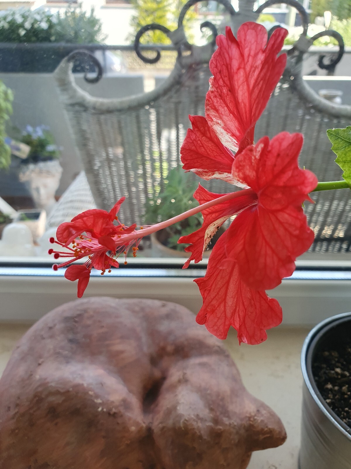 Hibiskus Hibiscus rosa sinensis El Capitolio eBay
