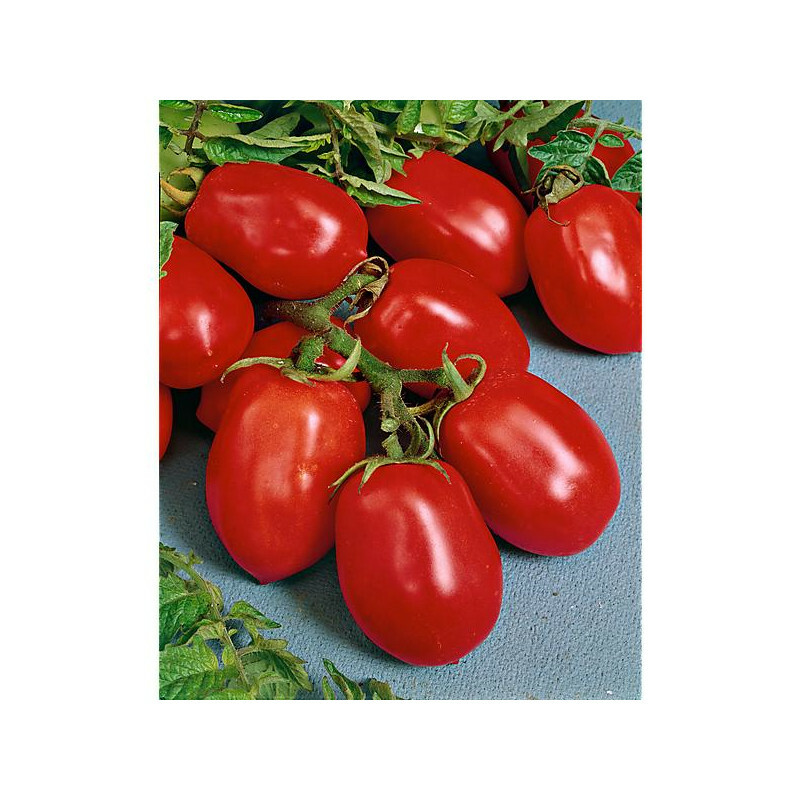 TOMATO DAVIS UC82 - 50 SEEDS