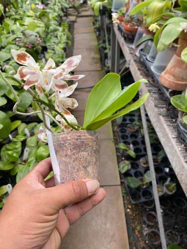 Original Orchid Phal Phalaenopsis species tetrapis-FRAGRANT