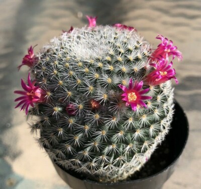 Mammillaria Elegans, Comes in an 2.5" pot | eBay
