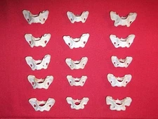 15 Atlas vertebrae Mink Butterfly shaped bones  real animal bone Jewelry art