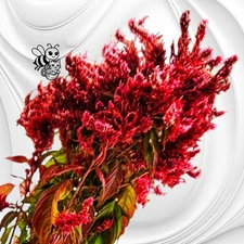 400 + Plume Mix Celosia Seeds | Scarlet &Yellow |