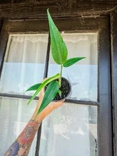 Monstera Burle Marx Flame