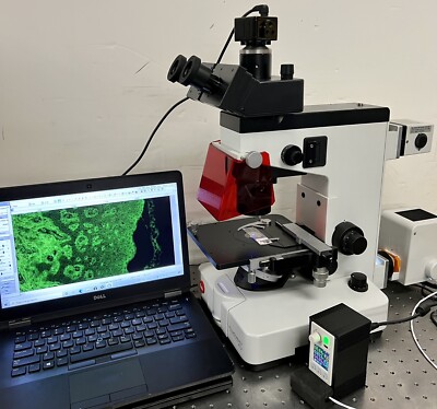 Leica Wild Leitz FLUOVERT FU IVFl LED Fluoro Ph Inverted Microscope 5MP Cam