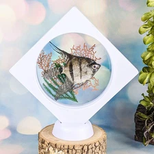 Angel fish Floating display Nautical home decor Taxidermy oddity curiosity gift