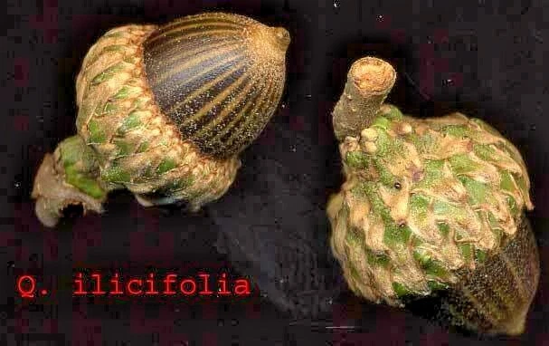12 Ghiande Di Quercia Scarlatta - Quercus Coccinea (Semi Di Albero)