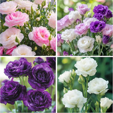 300 Mixed Lisianthus Flower Seeds for Planting Outdoor-Perennial Eustoma Cut Flo