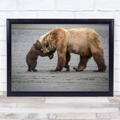 A Little Bear Hug Alaska Bears Cubs Jungtier verspielte Natur Tierwelt Wandkunstdruck