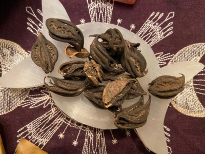 Bats Head Root, Protection, Dispelling Unwanted Company, Banishing, All Natural
