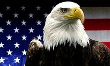 BALD EAGLE #1 USA REFRIGERATOR GLOSSY MAGNET CHRISTMAS MAN CAVE GIFT AMERICA