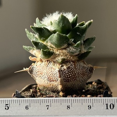 22-187 Cactus hybr, (scapharostrus x fissuratus), grafted