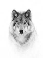 Wolf Portrait by Jim Cumming Western Wildlife Photography Giclee Art Print