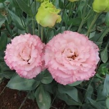 20 SEEDS pink LISIANTHUS Prairie Gentian Eustoma flower bed plant USA Seller