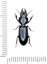 Carabidae, Scarites sp., SAUDI ARABIA