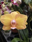 New ListingPhal Phalaenopsis Whiny Karen Series-Exact Plant-