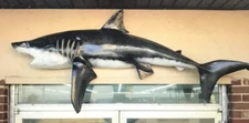 Great White Replica Shark 53 Inch Whole Mount Call 352-457-9030