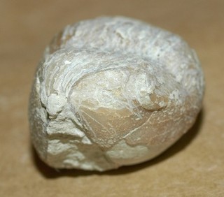 Illaenus oculosus Holm 1886 Ordovician Illaenid trilobite from Russia