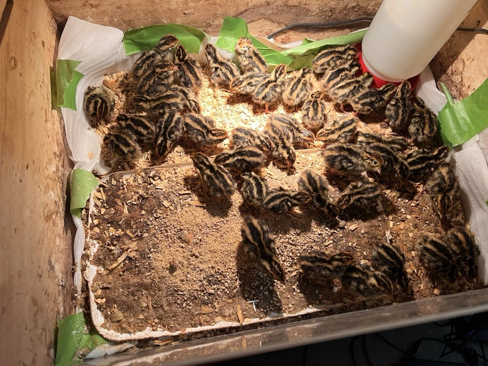 50+ huevos fértiles para incubar codorniz Cortunix Foto 2 de 2