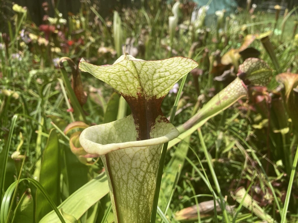 2024 Sarracenia Seed: Legacy x White Knight - Image 4 of 4
