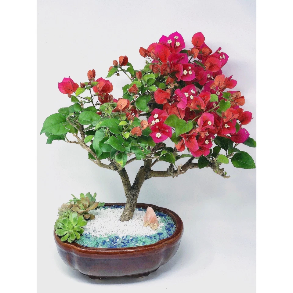 7 galones 3/8" hortícola piedra pómez roca enmienda suelo suculentas cactus bonsái Foto 3 de 4