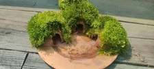 Enchanted Trio: Moss-Covered Coconut Hobbit Caves for Aquarium - Shrimp Hideout,