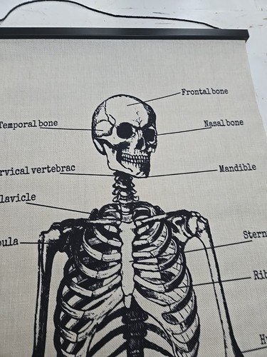 EARTHBOUND HUMAN ANATOMY TAPESTRY (SKELETON) 52.5 X 18 - Picture 2 of 7