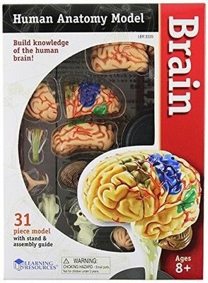 Learning Resources Human Anatomy Brain Model