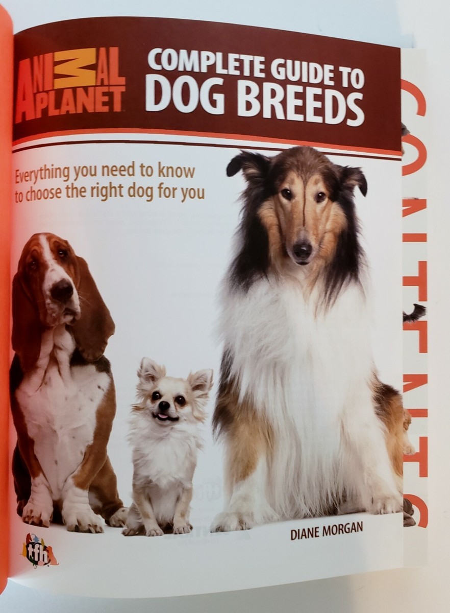 Puppy Which Breed Of Dog Are You Breed Selector Quiz The Right Dog