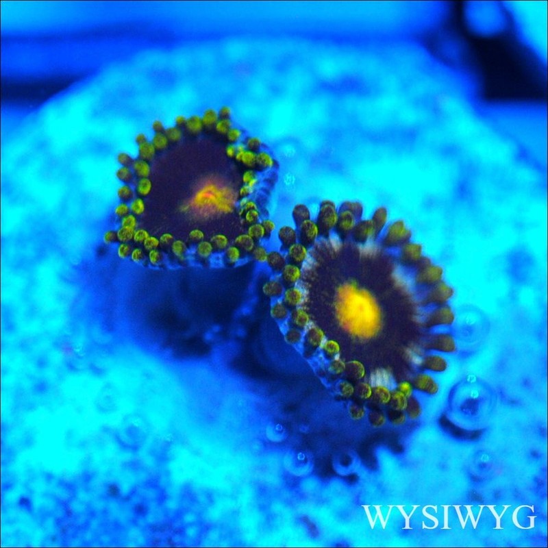 Corals of Eden ~ WYSIWYG Live Coral Frag ~ Ultra Zoa - Soft Coral