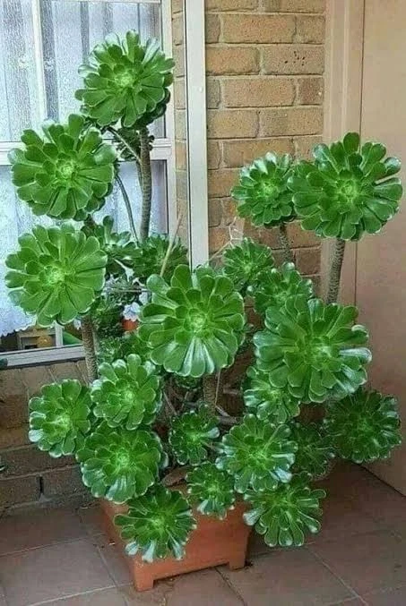 Aeonium arboreum Cluster XLarge, multiple heads succulent plant
Opens in a new window or tab