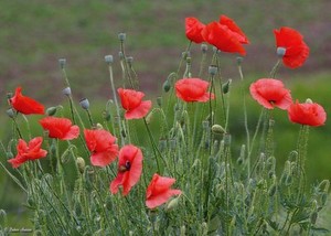 Field Red Poppy Seeds Common Corn Papaver Rhoeas Approx 3 Grams Ebay