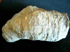 Giant Crinoid Ancient Sea Coral Fossil  Fossil Plant Stem