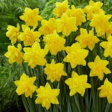 GOLDEN DUCAT Double Daffodil Bulbs Narcissus Corm Spring Flower Garden