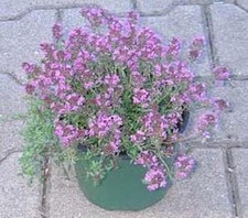 Herb Seeds - Thyme Aromatic Seeds