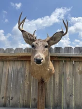 Beautiful Vintage Whitetail Deer Buck Shoulder Mount Man Cave Cabin Decor