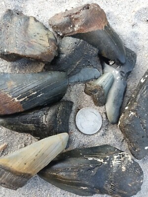 1 pound of Megalodon Teeth Fossils! 1 LB LOT Megalodon tooth fragments. Size Mix