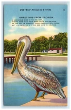 Postcard Old Bill Pelican Greetings from Florida Linen UNP