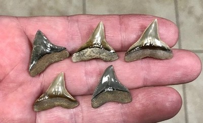 XL EXTREMELY GORGEOUS BARGAIN PACKAGE - B. VALLEY - BULL SHARK TOOTH FOSSILS