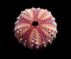 Sea Urchin- Coelopleurus maillardi 48mm- BIG  SIZE!!!