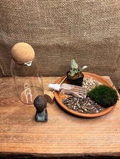 terrarium starter kit, diy kit, live moss terrarium, family fun activity