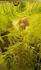 100 Plus Live Ramshorn and Bladder snails. Clean-Up crew or feeder snails
