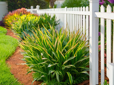 10 Perennial Liriope spicata Bulk Landscape Plants Flowers Deer Rabbit Resistant