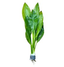Amazon Sword Plant Echinodorus amazonicus Buy3Get1Free Live Aquatic Plants