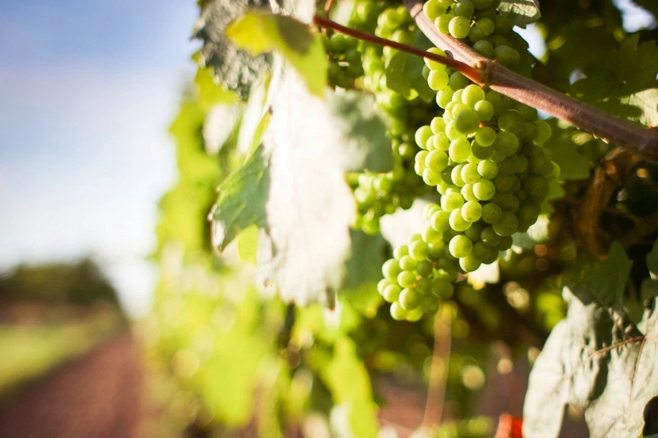 Weintraube SOLARIS 30-40 cm im Container - Bild 3 von 4