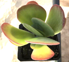 KALANCHOE 'FLAPJACKS' (THYRSIFLORA) ,'PADDLE PLANT' in a 3.5" pot