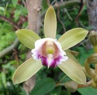 Vanilla barbellata (Very Rare Vanilla) — photo 1