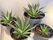 Agave Blue Glow Specimen Grade bare root plant - 4