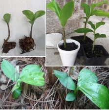 1-2 Live Insulin Plants Costus igneus Soiled Rooted w Leaves in a BAG or POT