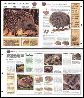 Fold-Out Sheet - European Hedgehog - 120